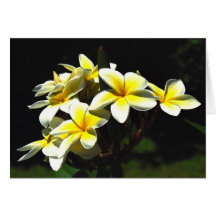 Plumeria Carte De Vœux
