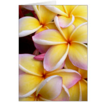 Plumeria Cartes