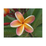 Plumeria flower - Oahu, Hawaii Post Card