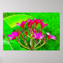 Plumeria Flowers Posters