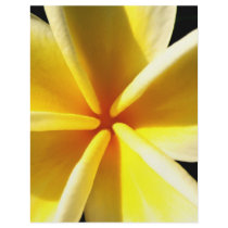 Plumeria