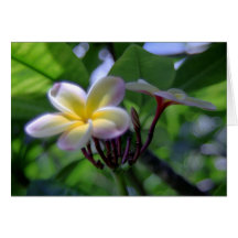 Plumeria Hawaï Cartes De Vœux