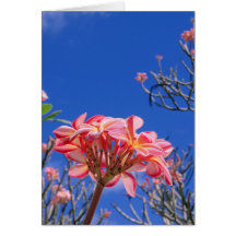Plumeria hawaïen carte de vœux