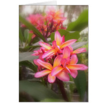 Plumeria hawaïen cartes