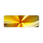 Plumeria
