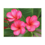Plumeria - Miami Rose on Postcard