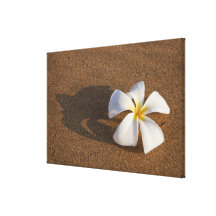 Plumeria on sandy beach, Maui, Hawaii, USA Stretched Canvas Print