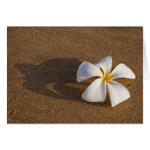 Plumeria on sandy beach, Maui, Hawaii, USA Greeting Cards