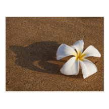Plumeria on sandy beach, Maui, Hawaii, USA Post Cards