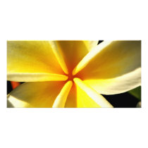Plumeria