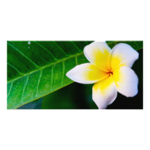 Plumeria Photocarte Personnalisée