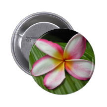 Plumeria Pinback Button