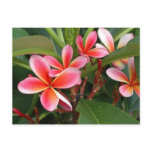 Plumeria Postcard