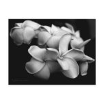 Plumeria postcard..