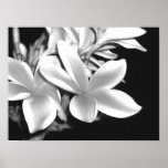 Plumeria Posters