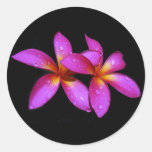 Plumeria purple on black background stickers