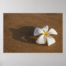 Plumeria sur la plage sablonneuse, Maui, Hawaï, Et Affiches