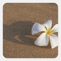 Plumeria sur la plage sablonneuse, Maui, Hawaï, Et Autocollants