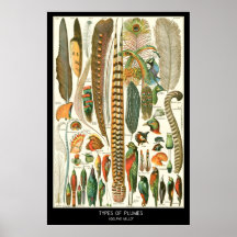 Plumes Affiche