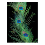 Plumes vertes avec le noir cartes postales