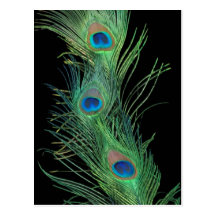 Plumes vertes avec le noir cartes postales