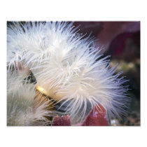Plumose Anemone - fine art photo