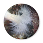 Plumose Anemone (Metridium farcimen) Fridge Magnets