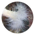 Plumose Anemone (Metridium farcimen) Round Stickers