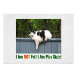 Plus Sized Kitty Personalized Announcements