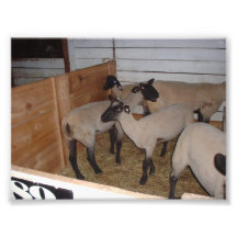 Plusieurs moutons dans une stalle de grange impression photographique