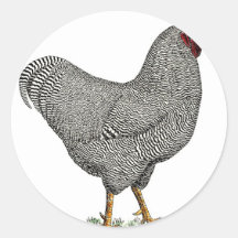 Plymouth Rock Chicken Drawing Round Sticker