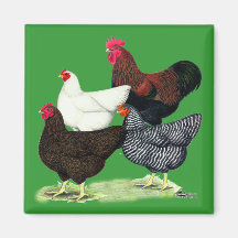 Plymouth Rock Quartet Refrigerator Magnets