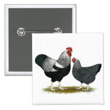 Plymouth Rock:  Silver Penciled Pair Pinback Buttons