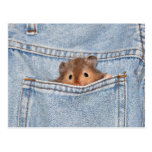 Pocket pet post card