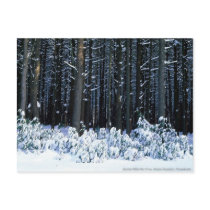 Pocono Mountains. Pennsylvania Post Card