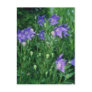 Podophyllum Versipelle flowers Postcards