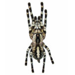 Poecilotheria regalis (Indian Ornamental) t-shirts