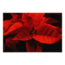 Poinsettia Art Photo