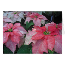 Poinsettia Blossoms Card