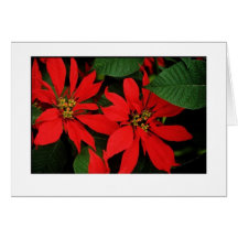 Poinsettia Card