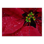 Poinsettia Cartes