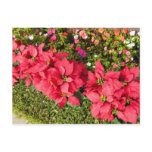 Poinsettia Garden Post Card