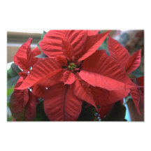 Poinsettia Photo Art
