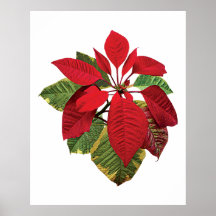 Poinsettia Plant Poster