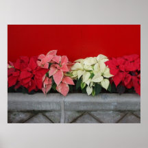 Poinsettia poster
