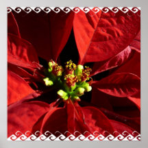 Poinsettia Poster