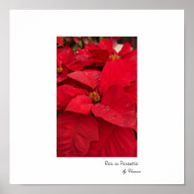 Poinsettia Poster