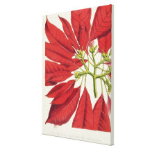 Poinsettia Pulcherrima (colour litho) Stretched Canvas Prints