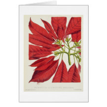Poinsettia Pulcherrima (colour litho) Greeting Cards
