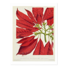Poinsettia Pulcherrima (colour litho) Postcards